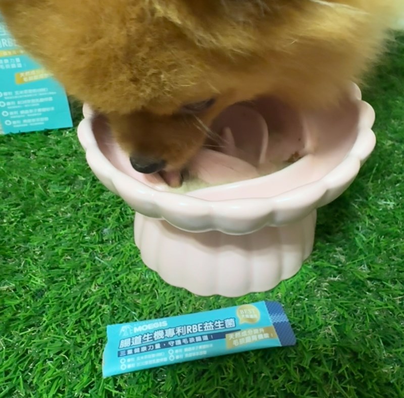 女人知己試用大隊,口碑行銷,部落客行銷,Moegis萌吉 腸道生機專利RBE益生菌,寵物益生菌,專利RBE益生元,專利蔬果酵素,小分子胜肽,藍藻粉,維持免疫力,幫助維持消化道機能,維持正常食慾,改變細菌叢生態,腸胃保健,犬貓適用